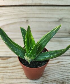 Aloe mitriformis variegata