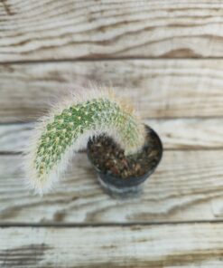 Hildewintera colademononis (Cactus queue de singe)