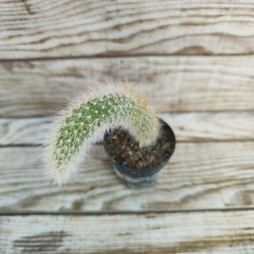 Hildewintera colademononis (Cactus queue de singe)