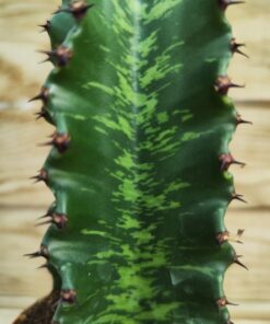 Euphorbia erythrea cv. striata