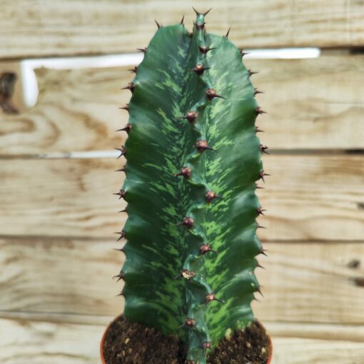 Euphorbia erythrea cv. striata