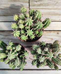 Euphorbia aggregata variegata