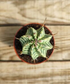 Euphorbia meloformis variegata