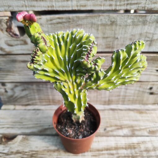Euphorbia ledienii cristata2