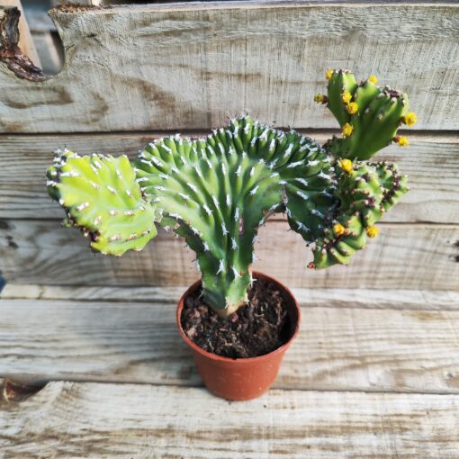 Euphorbia ledienii cristata1