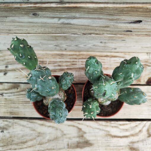 Tephrocactus ferocior