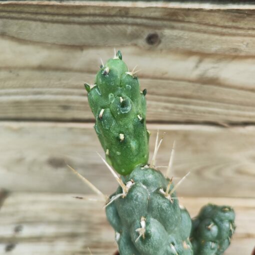 Tephrocactus ferocior