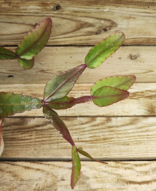 Rhipsalis elliptica