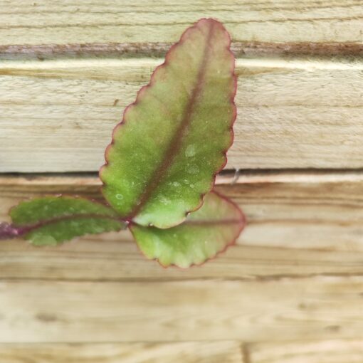 Rhipsalis elliptica