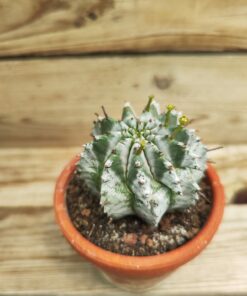 Euphorbia horrida 'Snowflake'