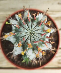 Euphorbia horrida 'Snowflake'
