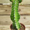 Euphorbia pseudocactus lyttoniana