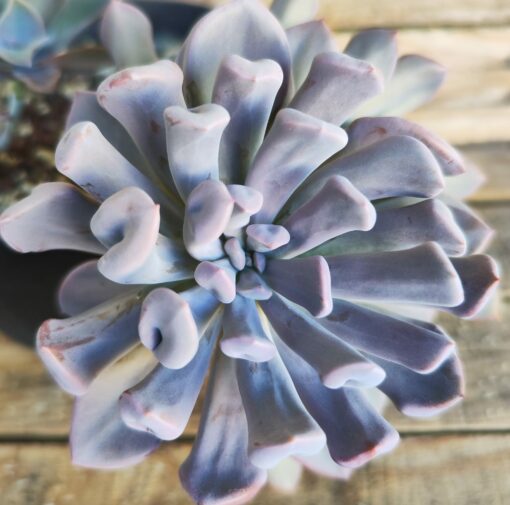 Graptoveria 'Topsy Debbie'