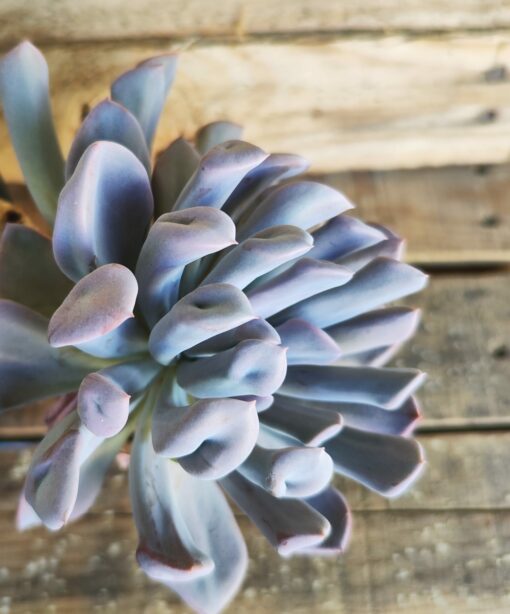 Graptoveria 'Topsy Debbie'