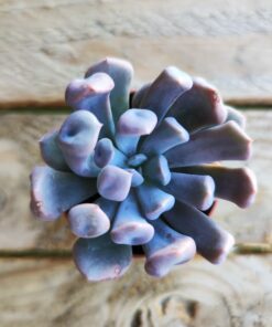 Graptoveria 'Topsy Debbie'