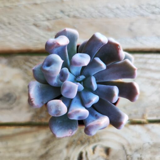 Graptoveria 'Topsy Debbie'