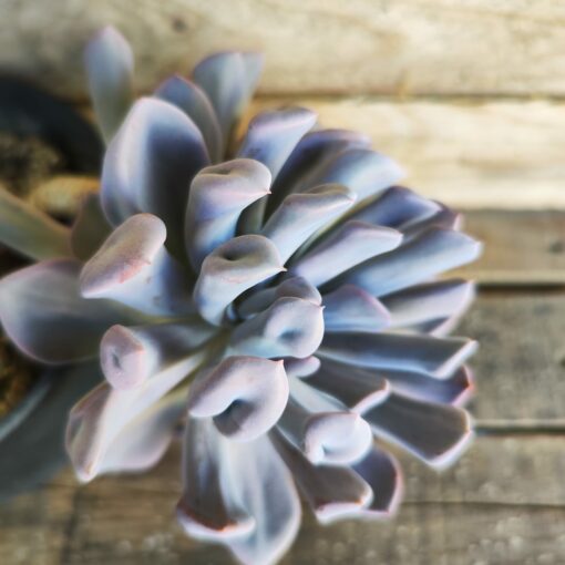 Graptoveria 'Topsy Debbie'