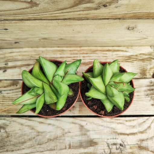 Haworthia Starkiana