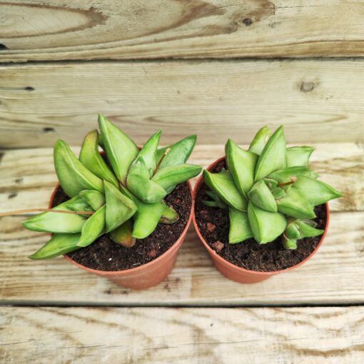 Haworthia Starkiana