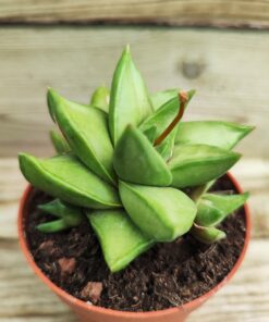 Haworthia Starkiana