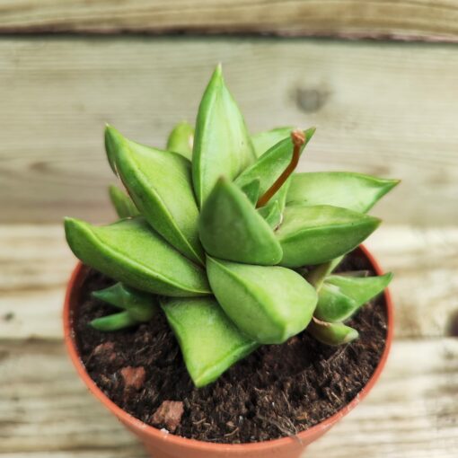 Haworthia Starkiana