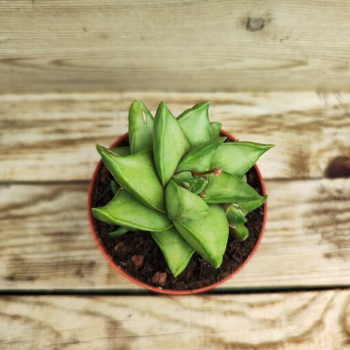 Haworthia Starkiana