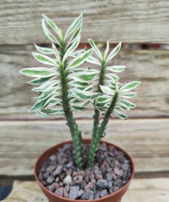 Pedilanthus tithymaloides nana variegata