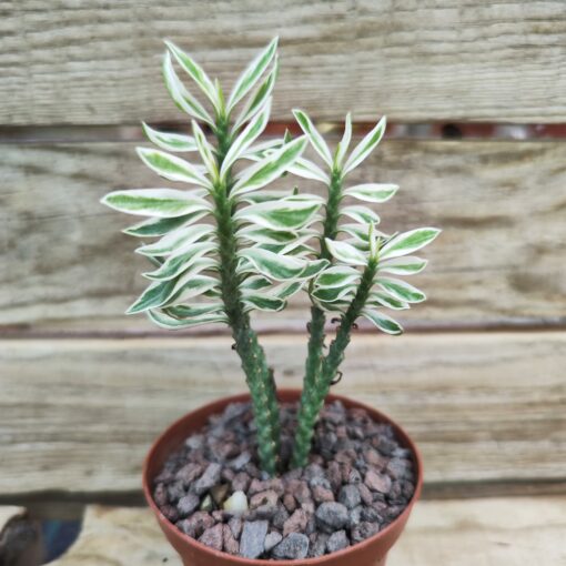 Pedilanthus tithymaloides nana variegata