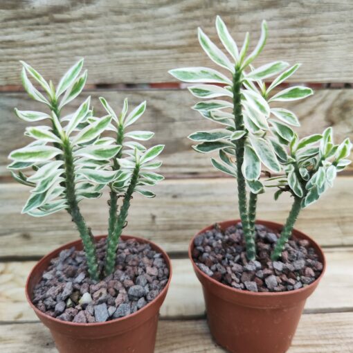 Pedilanthus tithymaloides nana variegata