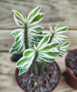 Pedilanthus tithymaloides nana variegata