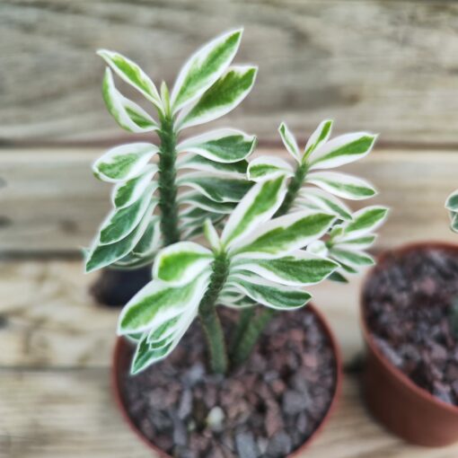 Pedilanthus tithymaloides nana variegata