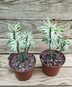 Pedilanthus tithymaloides nana variegata