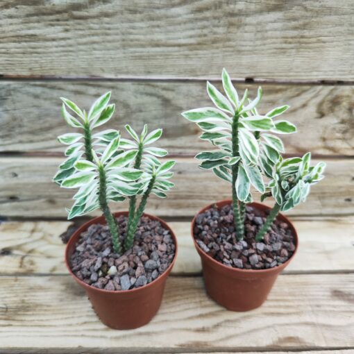 Pedilanthus tithymaloides nana variegata