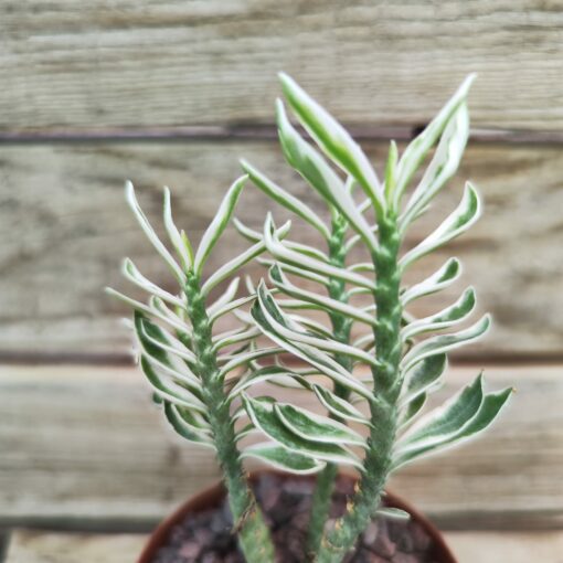 Pedilanthus tithymaloides nana variegata