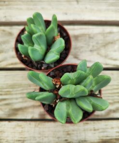 Conophytum bilobum elishae