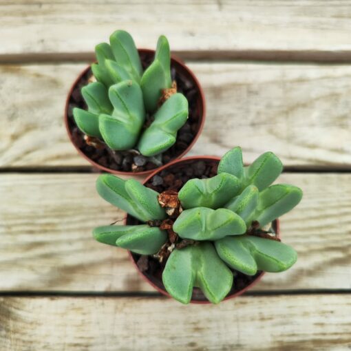 Conophytum bilobum elishae