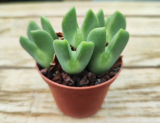 Conophytum bilobum elishae