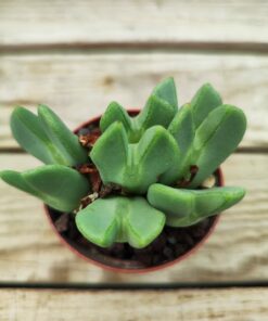 Conophytum bilobum elishae