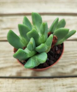 Conophytum bilobum elishae