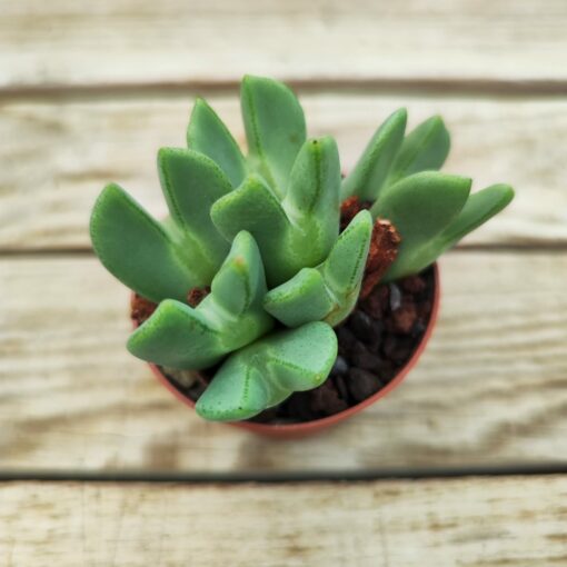 Conophytum bilobum elishae