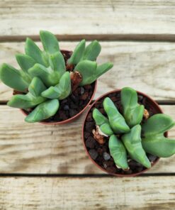 Conophytum bilobum elishae