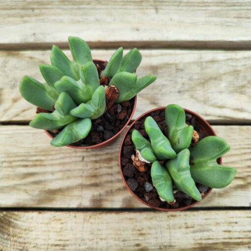 Conophytum bilobum elishae