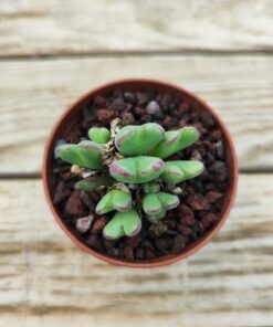 Conophytum frutescens