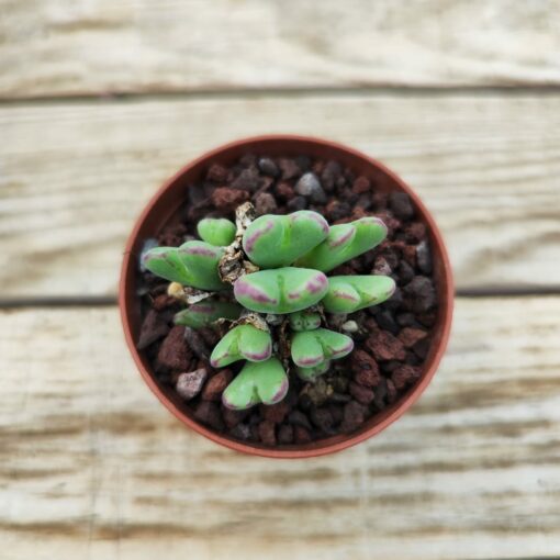 Conophytum frutescens