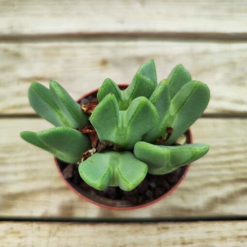 Conophytum bilobum elishae