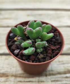 Conophytum frutescens