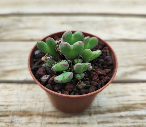 Conophytum frutescens