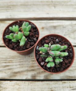 Conophytum frutescens