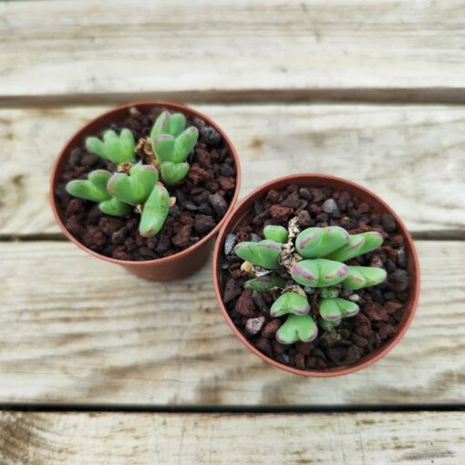 Conophytum frutescens