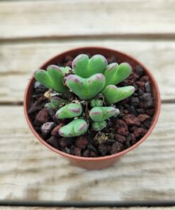 Conophytum frutescens